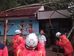 Hujan Disertai Angin Kencang, Pohon Tumbang Timpa Rumah dan Kandang Ayam di Sumedang