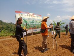 Kades Sukaluyu Ungkap Serangan Monyet Jadi Hama Serius, Petani Sumedang Merugi