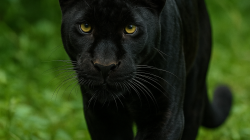 Macan kumbang di Cikondang Sumedang