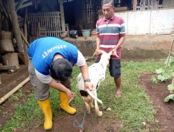 Bantuan Domba dari DBHCHT Bawa Angin Segar bagi Petani Tembakau Sumedang