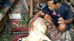 domba mati mendadak Sumedang