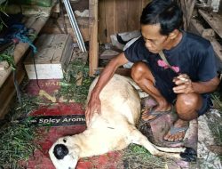 Puluhan Domba Mati Mendadak, Peternak Karangheuleut Mulai Khawatir