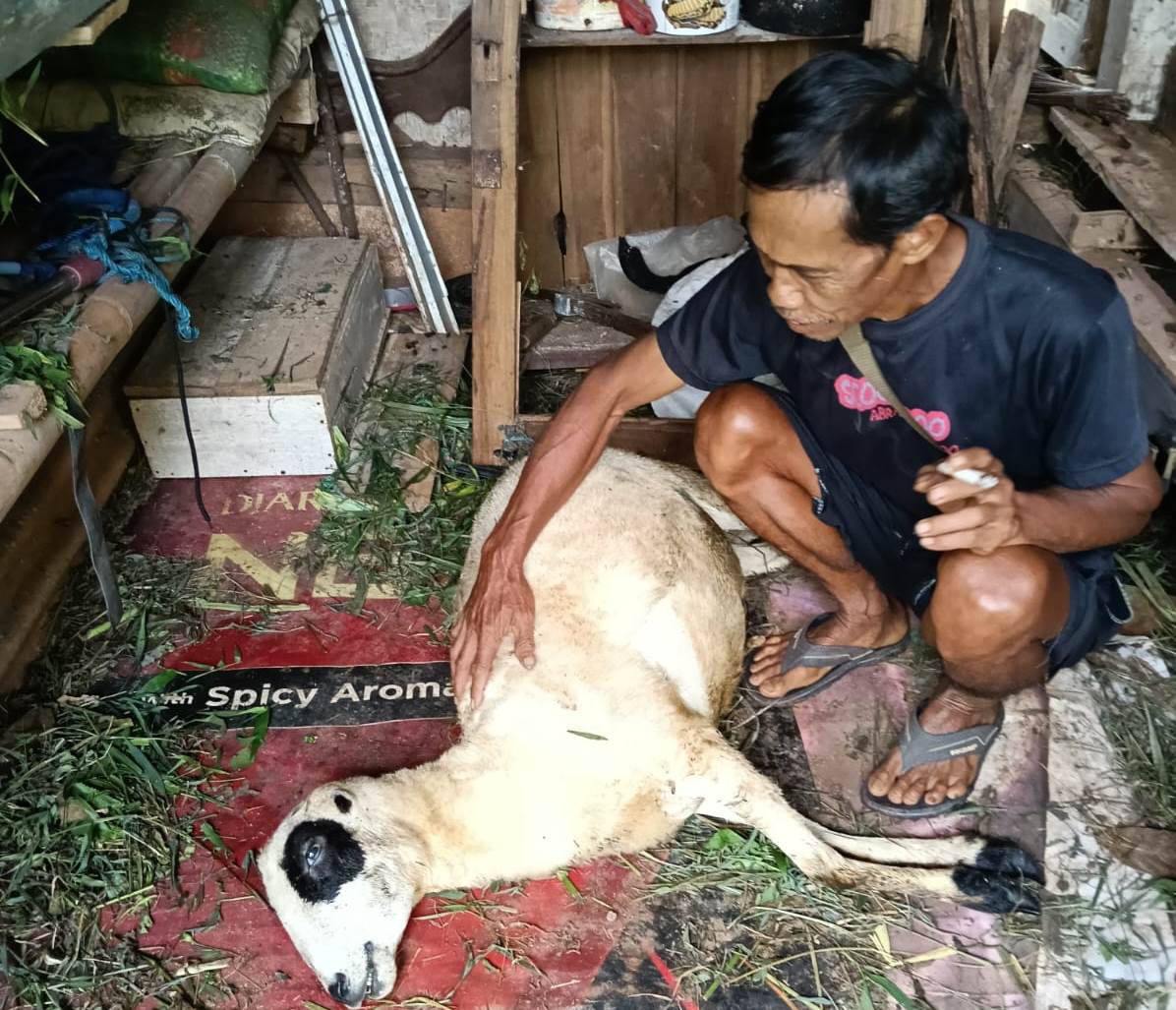 domba mati mendadak Sumedang