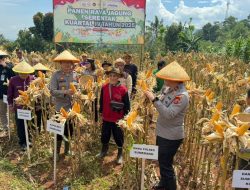 Panen Raya Jagung di Margalaksana, Polres Sumedang Tegaskan Komitmen Dukung Swasembada Pangan