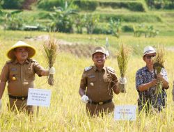 Bupati Sumedang Panen Padi Tabela, Strategi Tingkatkan Hasil di Tengah Ancaman El Nino