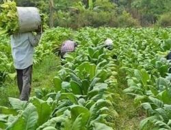Pemkab Sumedang Perkuat Sektor Tembakau, Salurkan Bantuan dari Dana Cukai untuk Petani