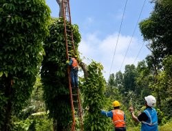 Jaga Keandalan Listrik, PLN UP3 Sumedang Lakukan Pemeliharaan Jaringan dan Pemangkasan Pohon