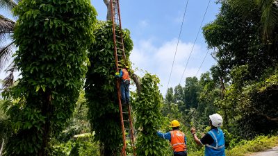 Jaga Keandalan Listrik, PLN UP3 Sumedang Lakukan Pemeliharaan Jaringan dan Pemangkasan Pohon